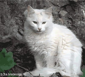 cid_005301c6cc2d1d18ff904d00a8c0lea.gif